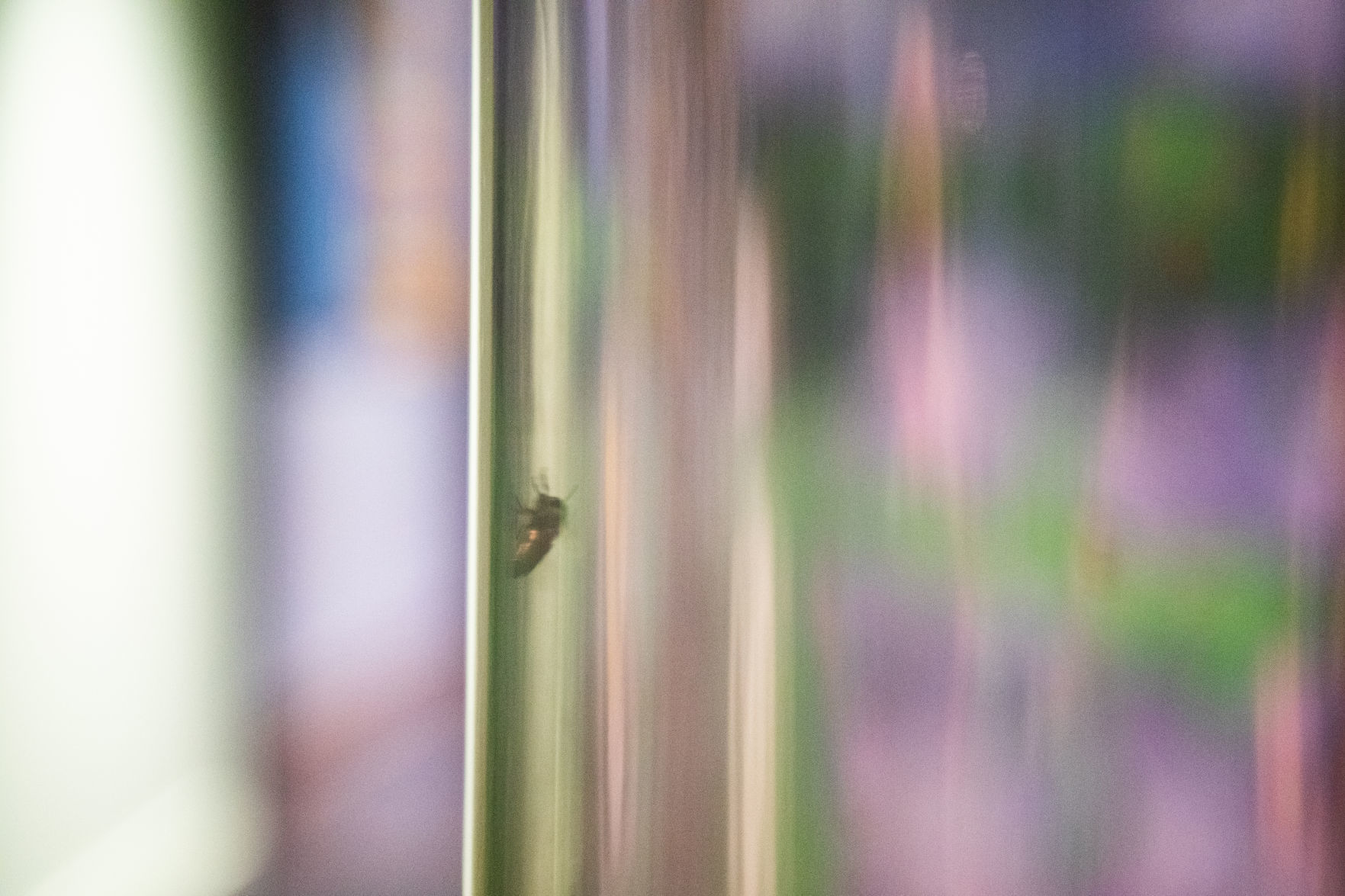 Bees 19